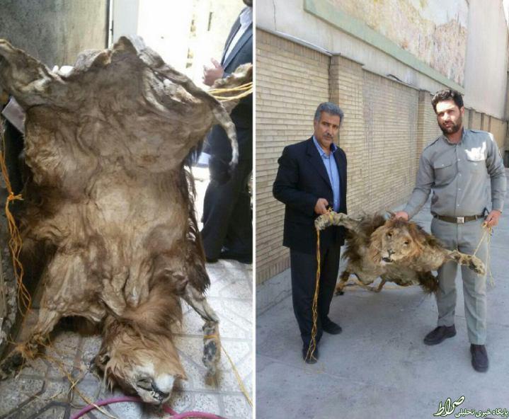 کشف پوست شیر سلاخی شده +عکس کشف پوست شیر سلاخی شده +عکس