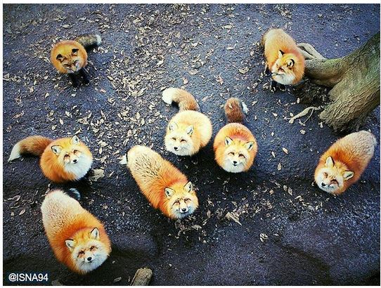 عکس/ برنده نهمین مسابقه عکاسی با آیفون