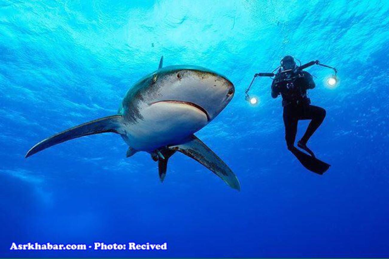 عکسی دیدنی از عکاس و کوسه عکسی دیدنی از عکاس و کوسه