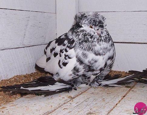 عکس/ گرانبهاترین کبوتر جهان