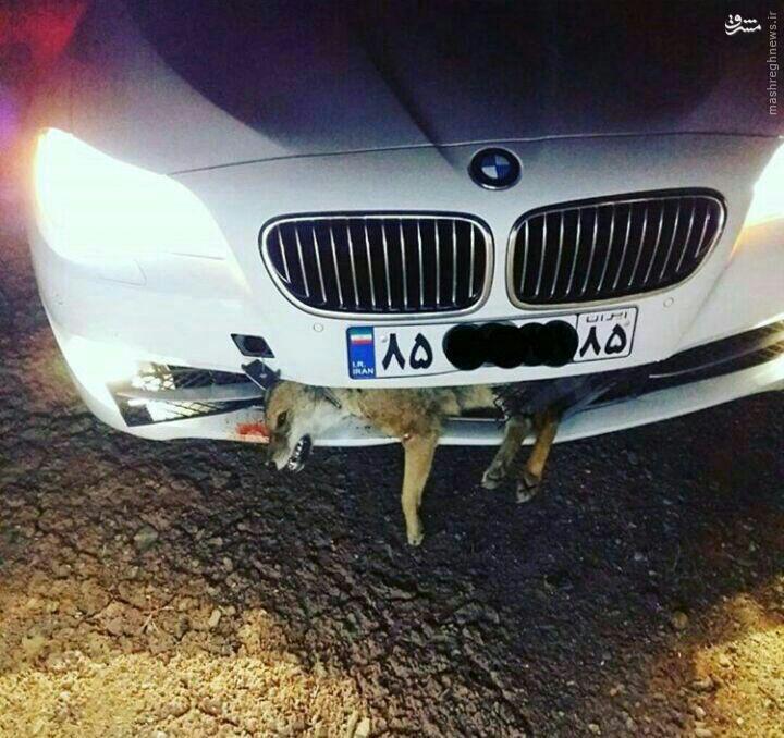 عکس/ تصادف عجیب BMW با روباه!