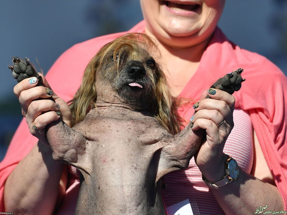 عکس/ سگی با موهای ترامپ عکس/ سگی با موهای ترامپ