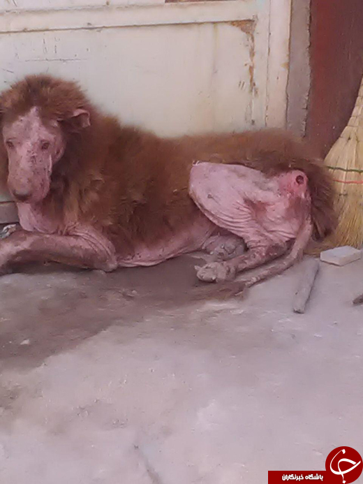 عکس/ پیدا شدن حیوانی عجیب در ملایر