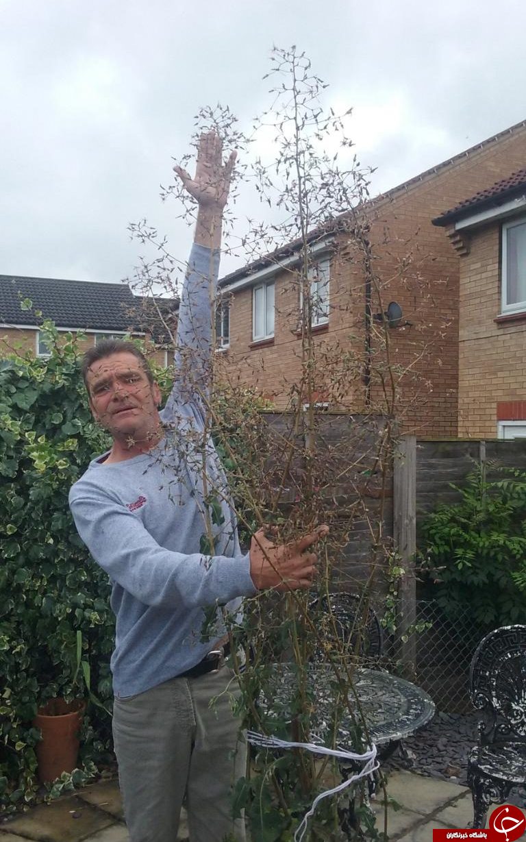 عکس/ پرورش بلندترین قاصدک جهان