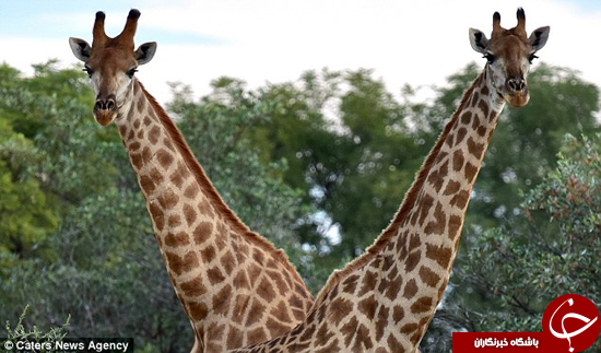 عکس/ زرافه دوسر!