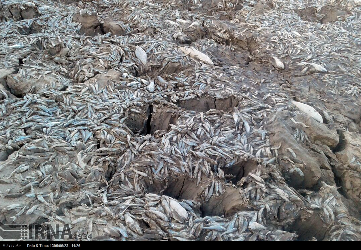 عکس/ مرگ ملیون‌ها ماهی در تالاب هامون