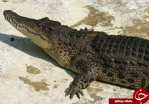 عکس/ میهمان ناخوانده عجیب یک روستایی