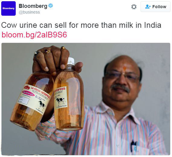 عکس/ فروش ادرار گاو در هند