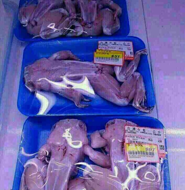 عکس/ گوشت قورباغه در تهران؟!