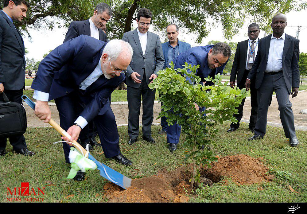 عکس/ نهالی که ظریف در غنا کاشت