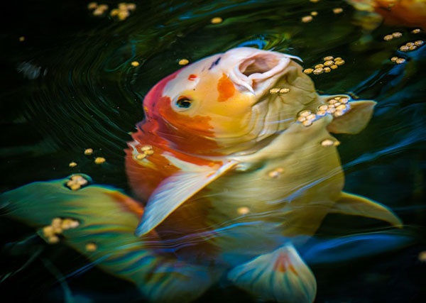 عکس جالب نشنال جئوگرافیک از یک ماهی