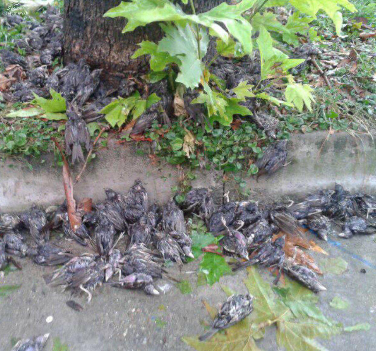عکس/ ‏مرگ گنجشک‌ها در طوفان مازندران