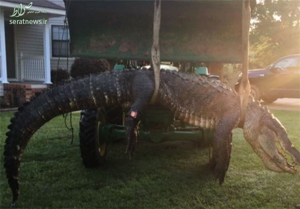 عکس/ شکار برزگترین تمساح در آفریقا عکس/ شکار برزگترین تمساح در آفریقا