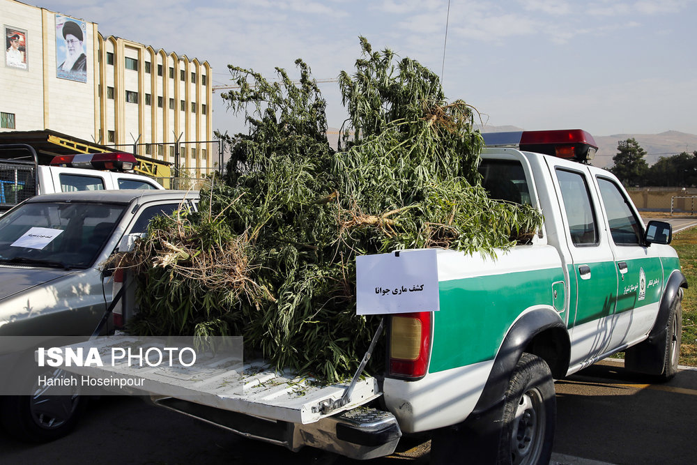 عکس/ کاشت ماری‌جوانا در شیراز