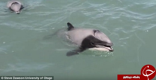 تنها دلفینی که با دهان نفس می کشد+تصاویر