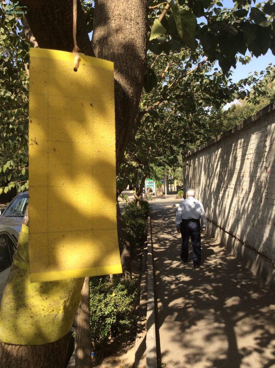 تصویری متفاوت از پشه‌های سفید در پایتخت