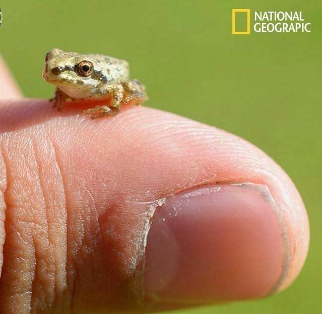عکس/ کوچکترین قورباغه جهان