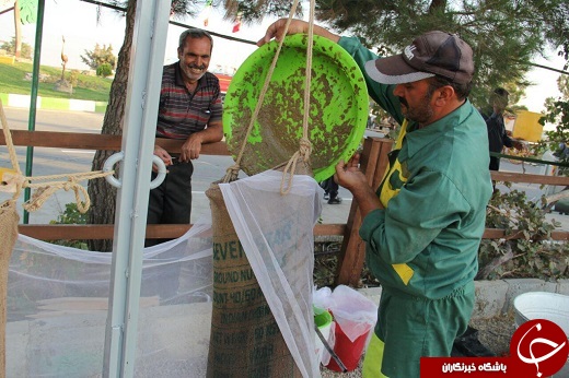 تصاویر/ جشنواره انگور در ارومیه