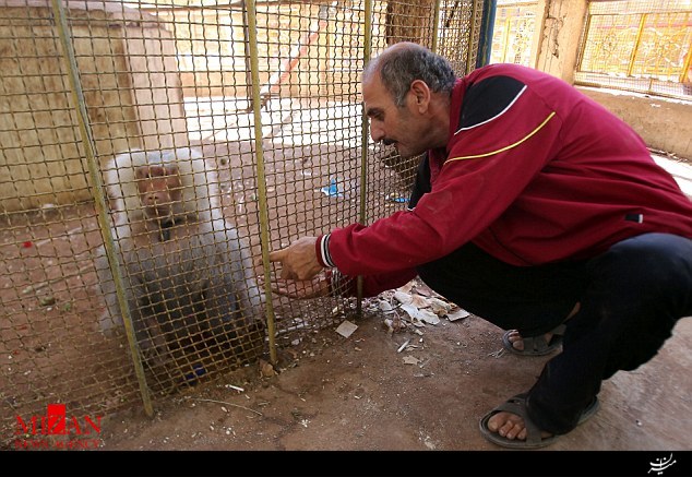 غمگین ترین میمون جهان در حلب+تصاویر