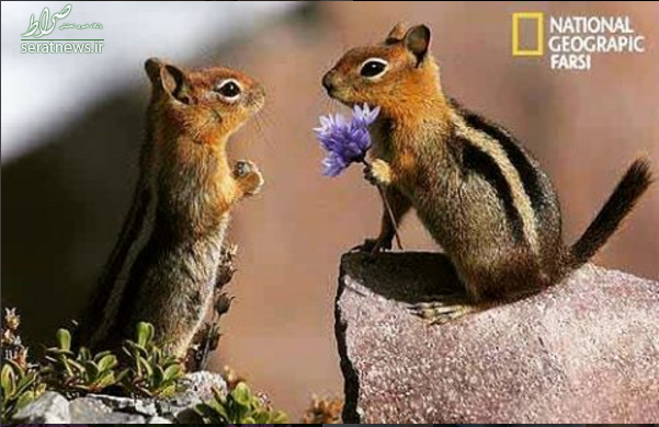 عکی/ابراز محبت سنجاب ها به همدیگر