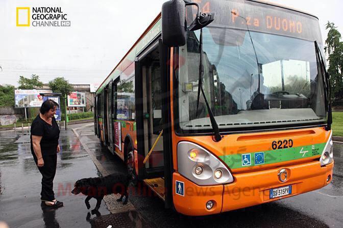 عکس/ سگ اتوبوس سوار! عکس/ سگ اتوبوس سوار!