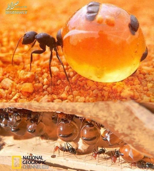 عکس / مورچه عسل!