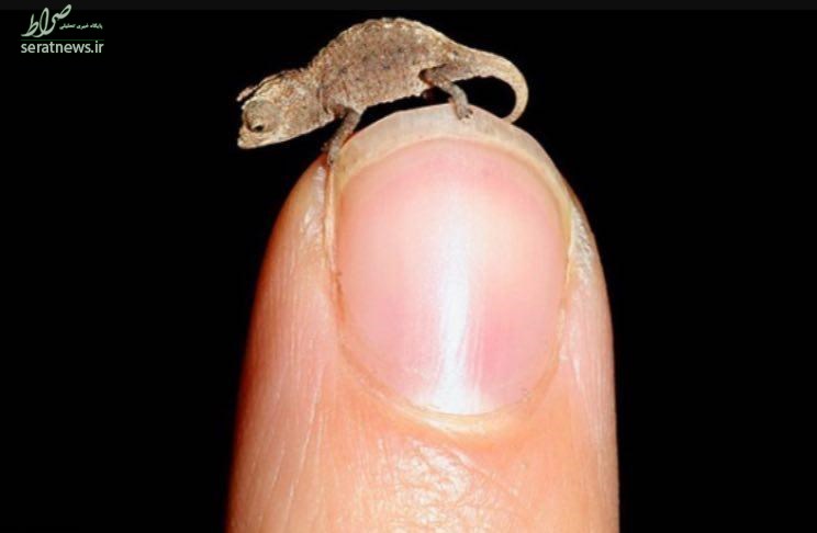 عکس/ کوچکترین آفتاب پرست جهان! عکس/ کوچکترین آفتاب پرست جهان!