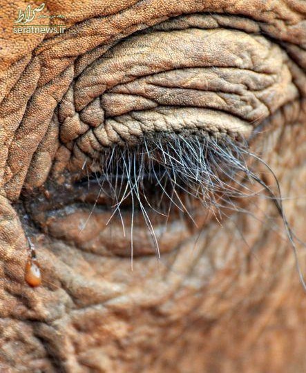 عکس/ اشک فیل!