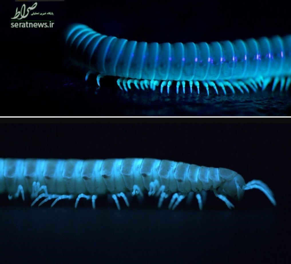 عکس/ هزارپای شبتاب!