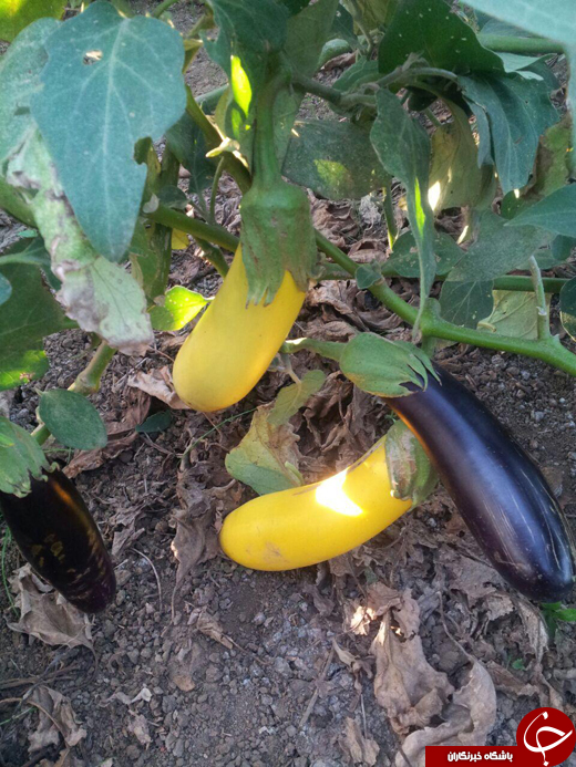 عکس/ بادمجانهایی به رنگ موز! عکس/ بادمجانهایی به رنگ موز!