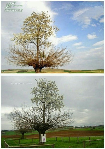 عکس/ یک درخت خاص و عجیب در ایتالیا