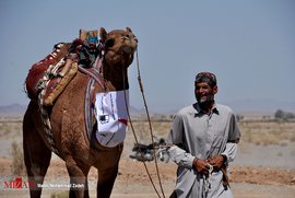 تصاویر/مسابقات شتردوانی در زاهدان