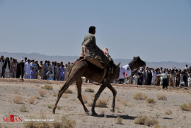 تصاویر/مسابقات شتردوانی در زاهدان