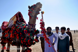 تصاویر/مسابقات شتردوانی در زاهدان