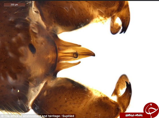 کشف گونهای عجیب از مگسها+تصاویر کشف گونهای عجیب از مگسها+تصاویر