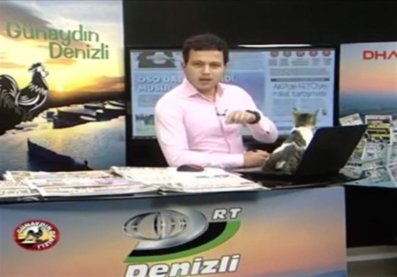 ورود گربه به استودیوی برنامه زنده تلویزیونی+تصاویر ورود گربه به استودیوی برنامه زنده تلویزیونی+تصاویر