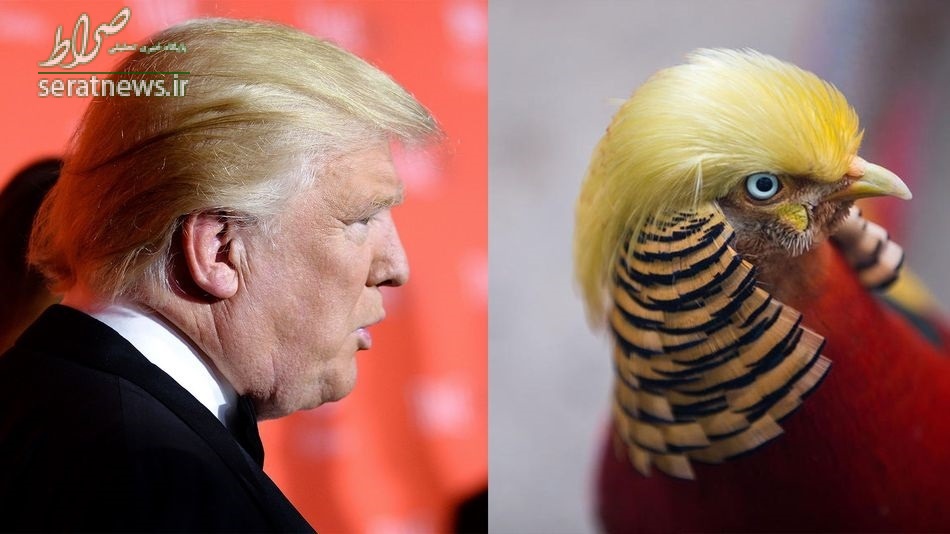 عکس/ شباهت جالب یک پرنده به ترامپ عکس/ شباهت جالب یک پرنده به ترامپ