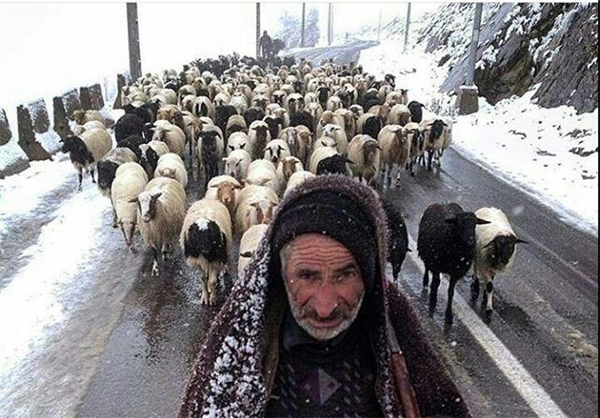 عشایر گرفتار در برف و بوران نجات یافتند+عکس عشایر گرفتار در برف و بوران نجات یافتند+عکس