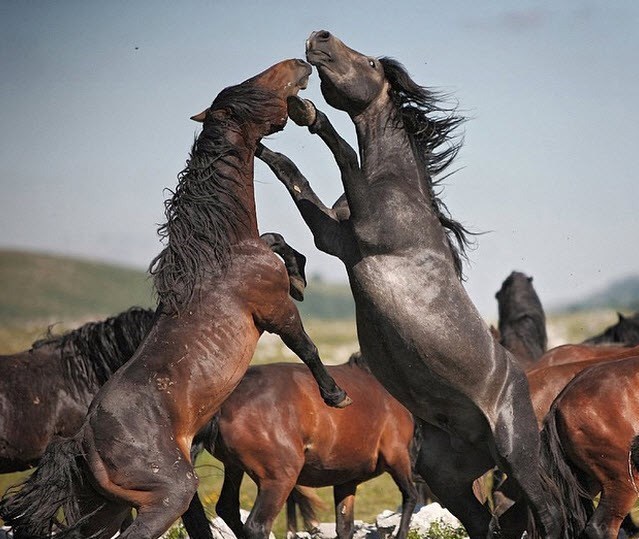 عکس/حرکات نمایشی اسب های زیبا