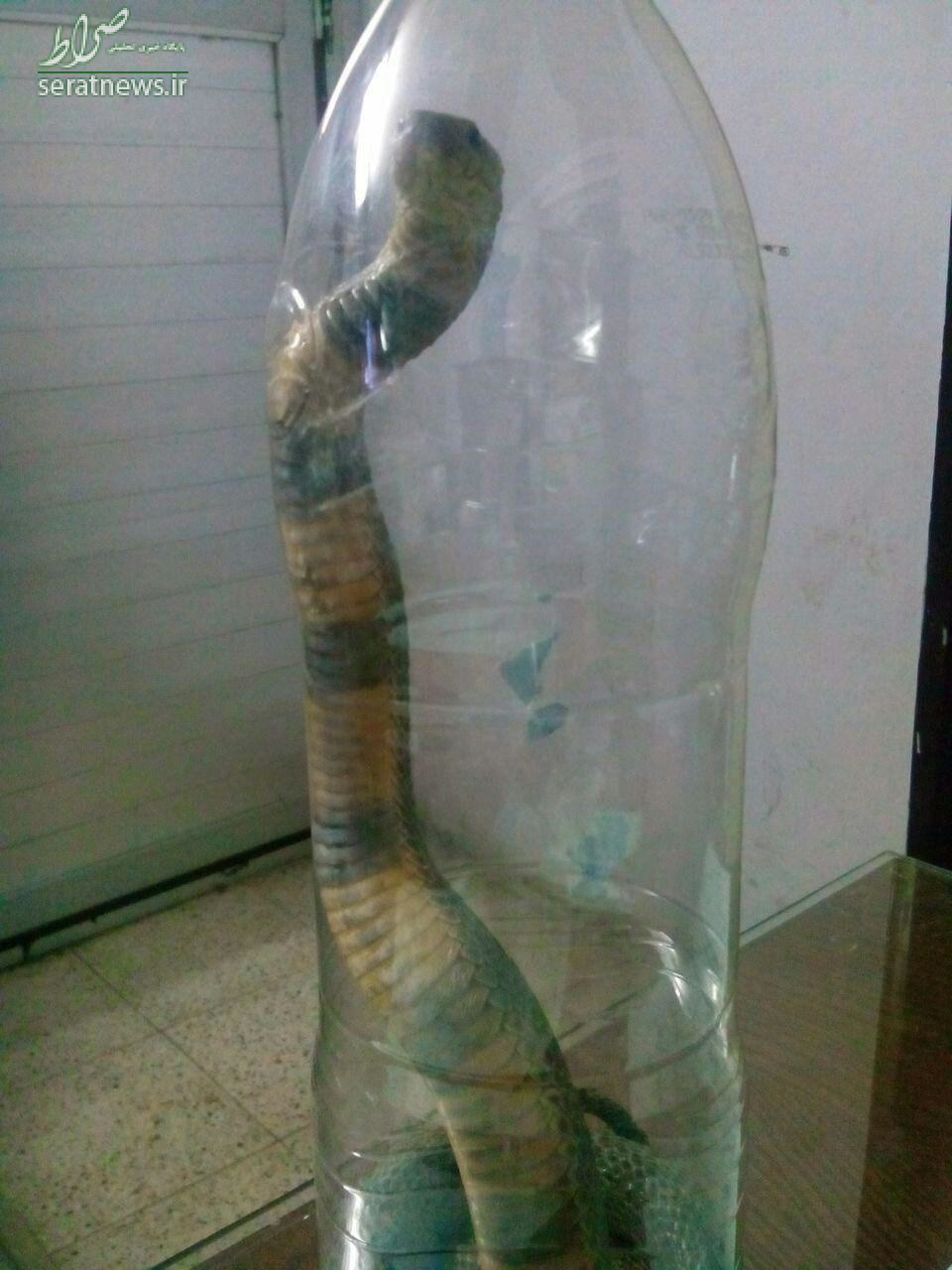 عکس/ مار سمی در بیمارستانی در مشهد عکس/ مار سمی در بیمارستانی در مشهد