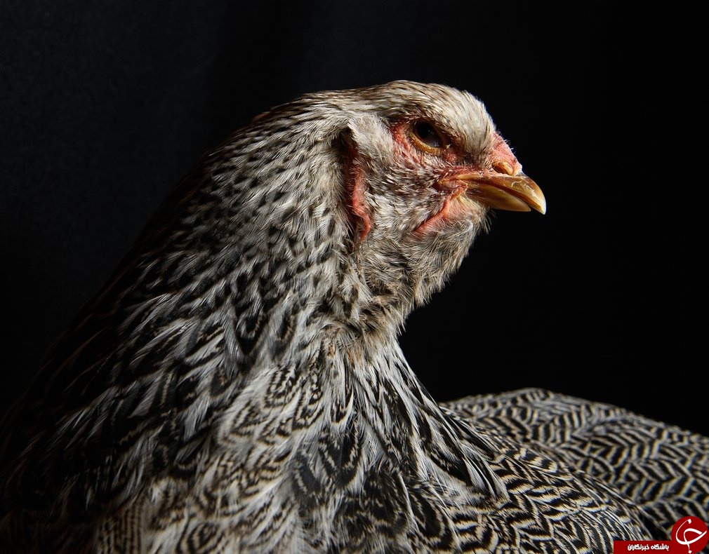 نمایشگاه مرغ و خروس‌ها در انگلیس‎+تصاویر
