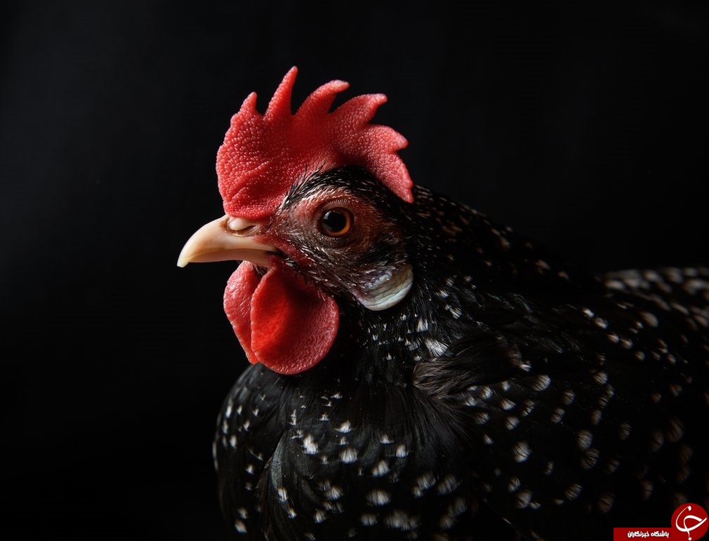 نمایشگاه مرغ و خروس‌ها در انگلیس‎+تصاویر