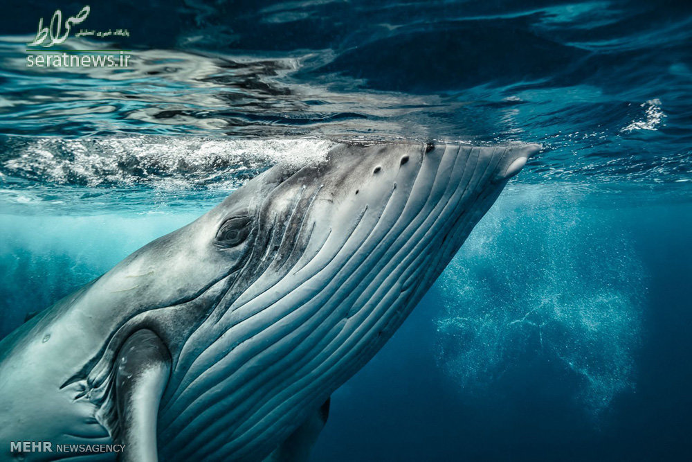 عکس/نهنگ کوهان دار شکار عکاس خوش شانس