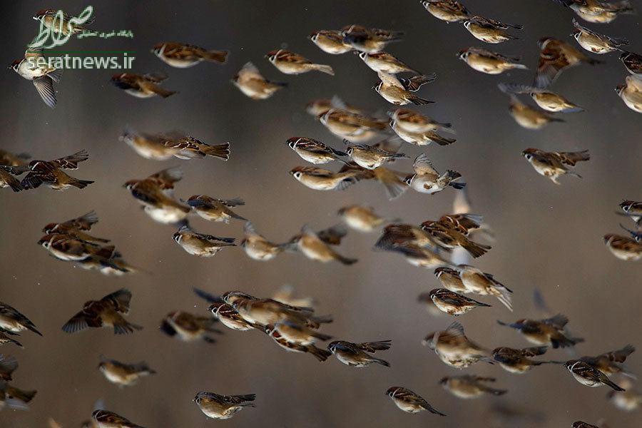 عکس/ پرواز گنجشک‌ها از نمای نزدیک