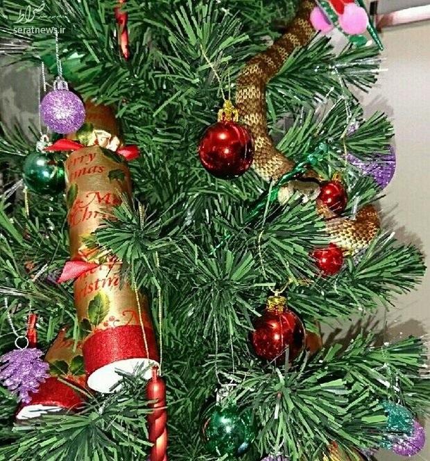 عکس/ ارمغان درخت کریسمس برای این زن!