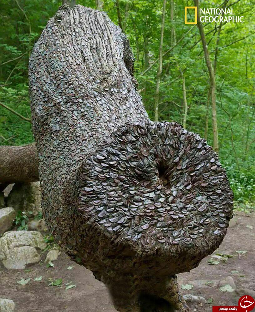 عکس/ درخت آرزویی پر از سکه! عکس/ درخت آرزویی پر از سکه!