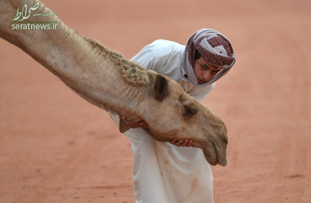 عکس جالب از جشنواره شتر در پایتخت عربستان