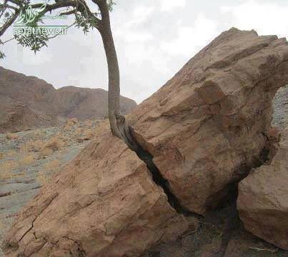 عکس/ راه هست حتی در دل سنگ!