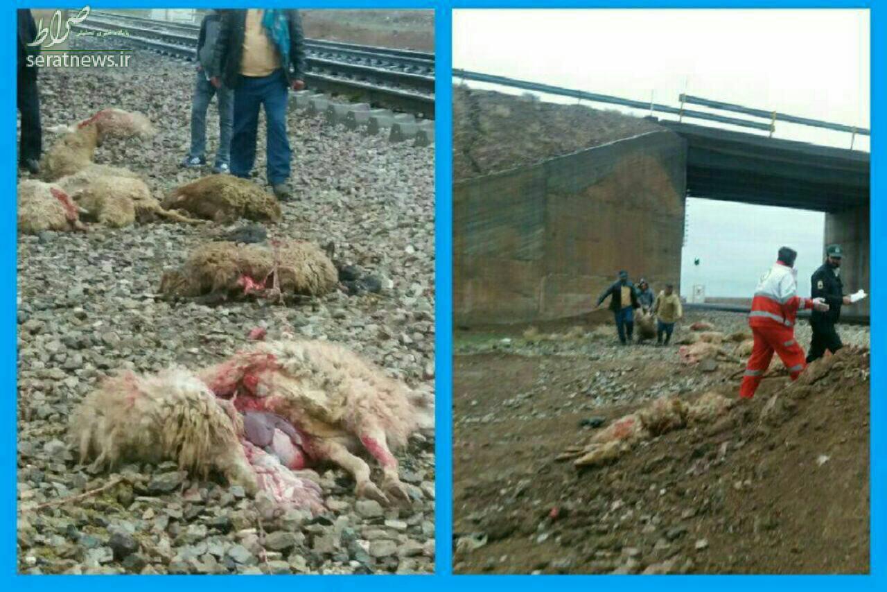 عکس/ تصادف خونین قطار با چوپان و گله اش