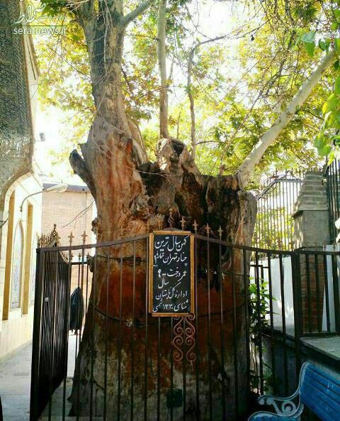 عکس/ کهن‌سال‌ترین چنار تهران در صحن امام‌زاده یحیی(ع)